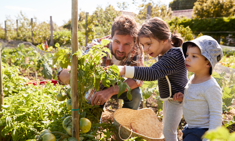 A man and children picking vegetables in the garden.